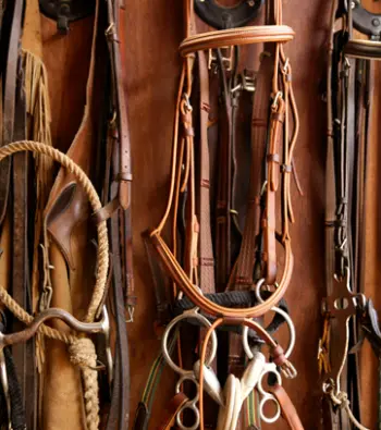 horse-accessories-350458-1741254270